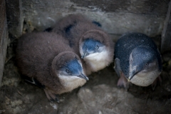 BICHENO PENGUIN TOURS_1