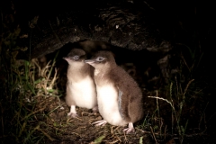 BICHENO PENGUIN TOURS_11