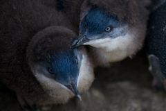 BICHENO PENGUIN TOURS_2