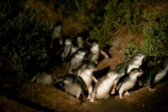 BICHENO PENGUIN TOURS_4