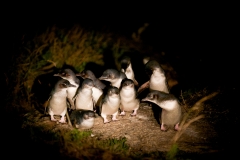 BICHENO PENGUIN TOURS_6