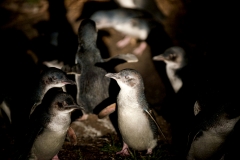 BICHENO PENGUIN TOURS_7