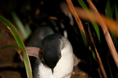 BICHENO PENGUIN TOURS_8