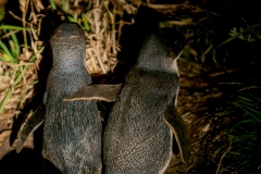 BICHENO PENGUIN TOURS_9